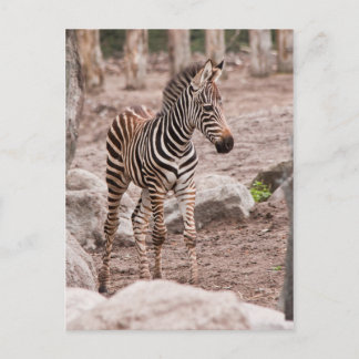 Carte Postale Bébé zèbre