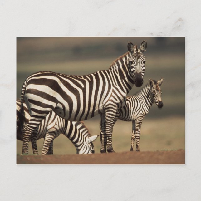 Carte Postale Bébé zèbre de Burchell avec sa mère (Devant)