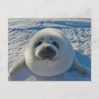 Bébés Animaux les Plus Mignons | Bébé Phoque