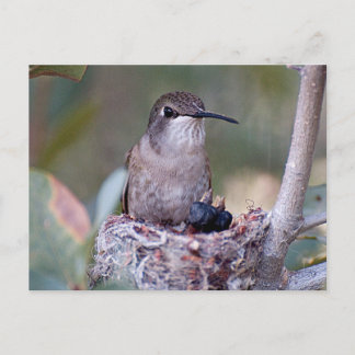 Carte Postale Bébés colibris 2