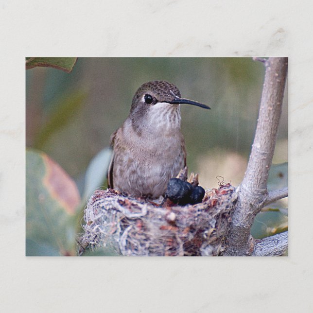 Carte Postale Bébés colibris 2 (Devant)