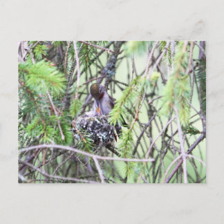 Carte Postale Bébés colibris dans un nid