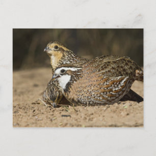 Carte Postale Bébés colins de Virginie au bord de l'étang pour b