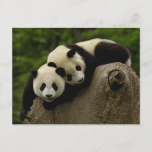 Carte Postale Bébés de panda géant Ailuropoda melanoleuca)