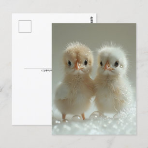 Carte Postale Bébés de paon blanc, Post-croisement