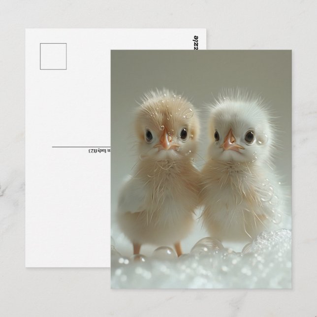 Carte Postale Bébés de paon blanc, Post-croisement (Devant / Derrière)