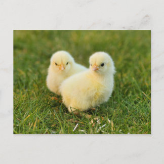 Carte Postale Bébés mignons - Animaux de ferme amusants