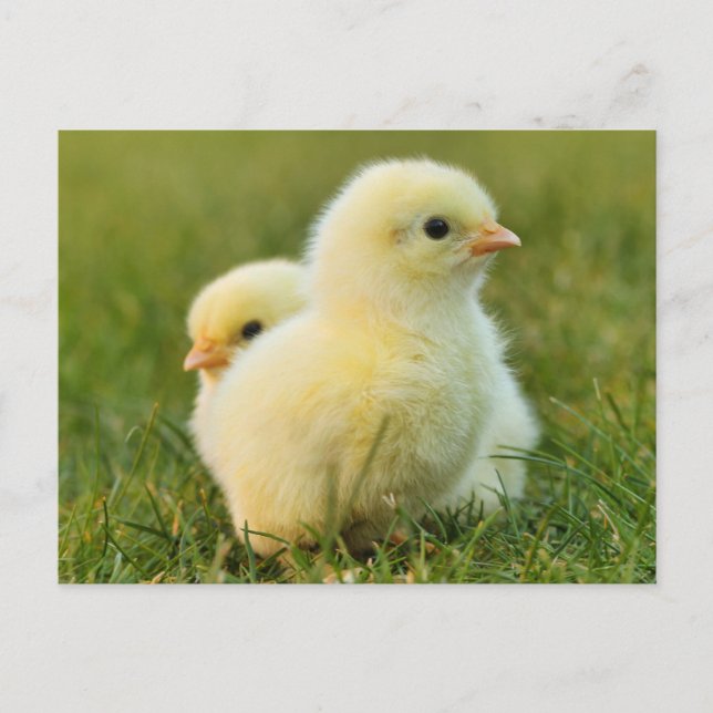 Carte Postale Bébés mignons - Animaux de ferme amusants (Devant)