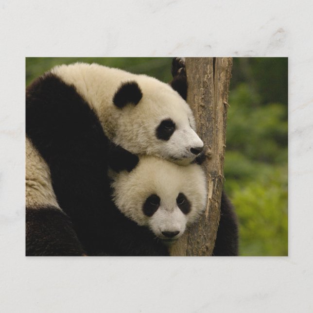Carte Postale Bébés panda géant Ailuropoda melanoleuca) (Devant)