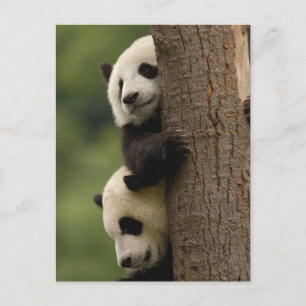 Carte Postale Bébés panda géant (Ailuropoda melanoleuca)