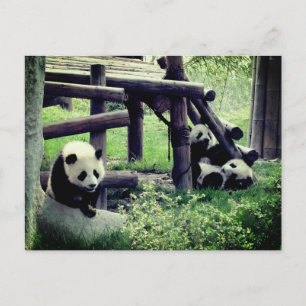 Carte Postale Bébés pandas dans le zoo