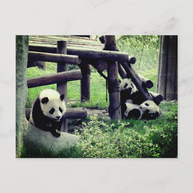 Carte Postale Bébés pandas dans le zoo (Devant)