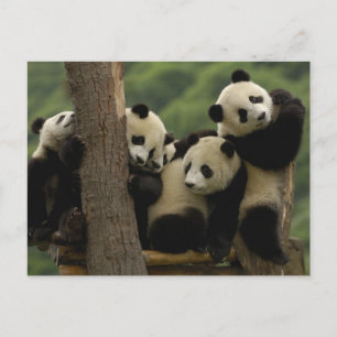 Carte Postale Bébés pandas géants (Ailuropoda melanoleuca)