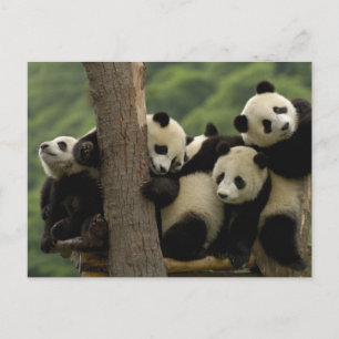 Carte Postale Bébés pandas géants (Ailuropoda melanoleuca)