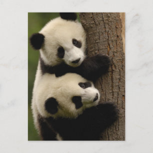 Carte Postale Bébés pandas géants (Ailuropoda melanoleuca) 2