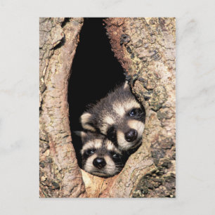 Carte Postale Bébés ratons laveurs regardant hors d'un arbre