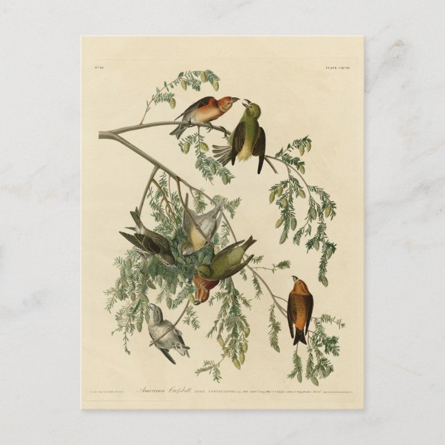Carte Postale Bec-croisé américain des oiseaux d'Amérique d'Audu (Devant)