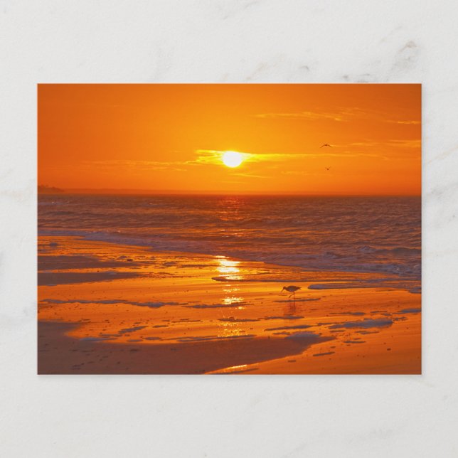 Carte Postale Bécasse d'Amérique sur une plage de Floride à l'au (Devant)