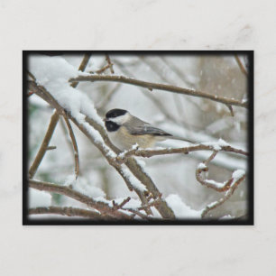 Carte Postale Bécasseau à calotte noire dans la tempête de neige