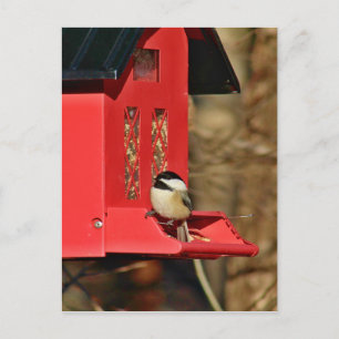 Carte Postale Bécasseau à cou noir