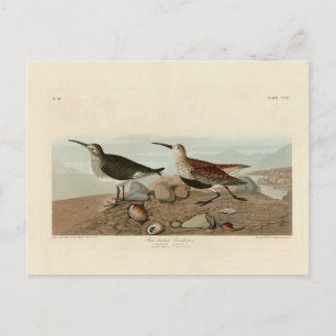Carte Postale Bécasseau à dos rouge - Audubon's Birds of America