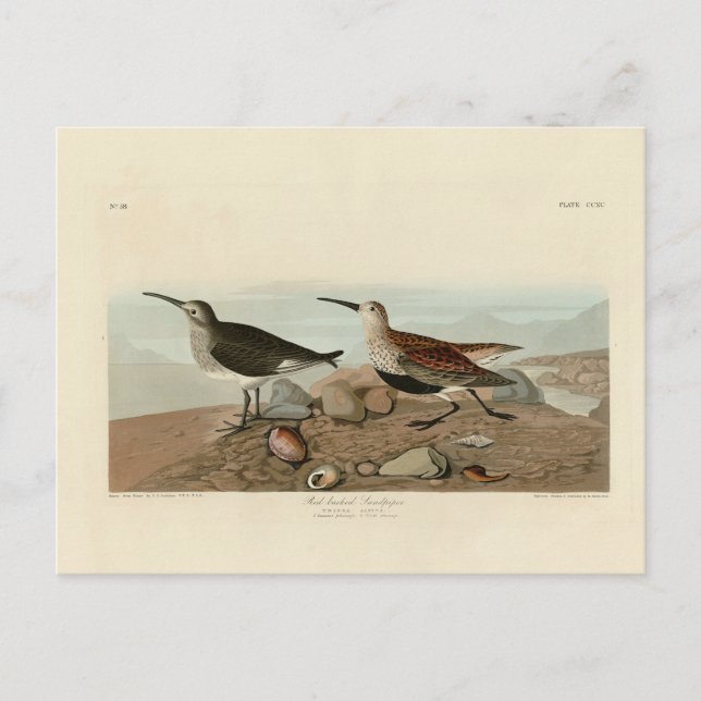 Carte Postale Bécasseau à dos rouge - Audubon's Birds of America (Devant)
