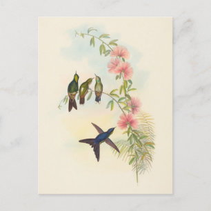 Carte Postale Bécasseau épineux à petites factures John Gould