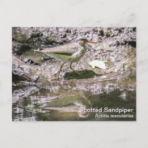 Carte Postale Bécasseau tacheté