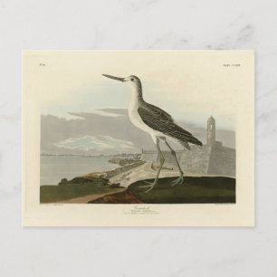 Carte Postale Bécasseau vert commun - Les oiseaux d'Amérique d'A