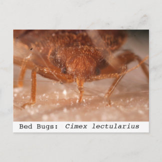 Carte Postale Bed Bugs : Cimex lectularius