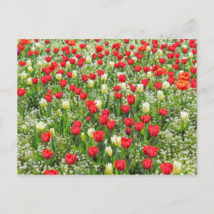 Carte Postale Bed of Tulips, Gorsedd Gardens, Cardiff, Pays de G