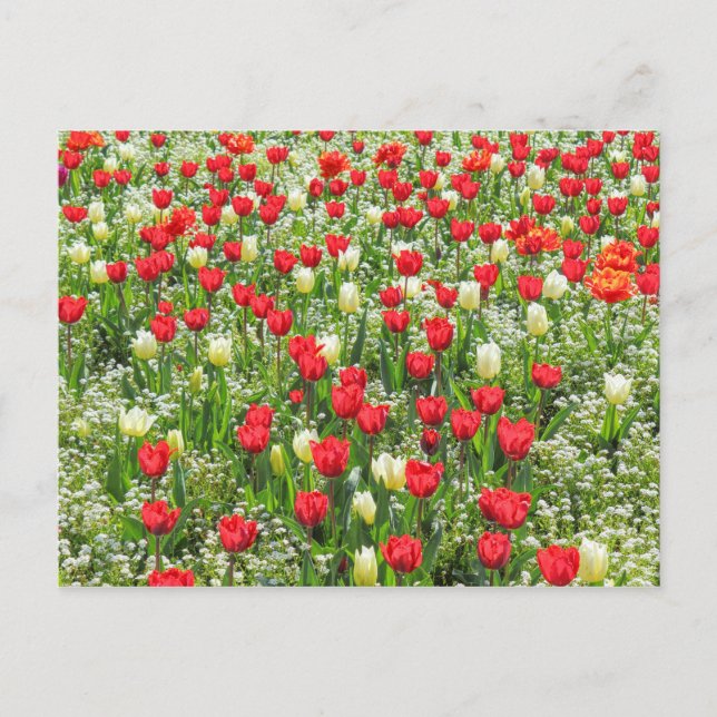 Carte Postale Bed of Tulips, Gorsedd Gardens, Cardiff, Pays de G (Devant)