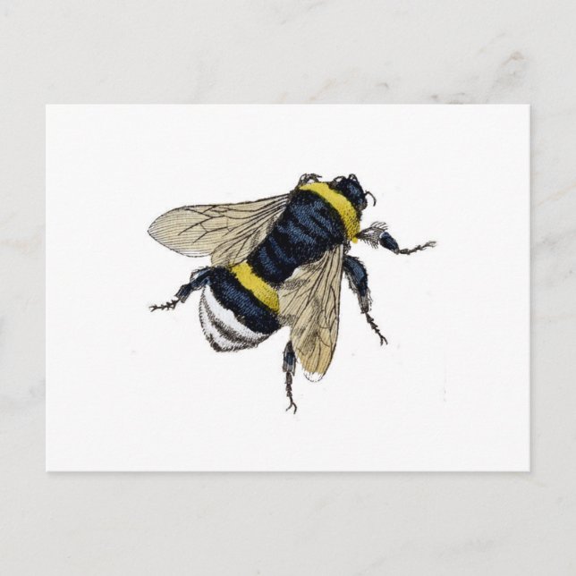 Carte Postale Bee (Devant)