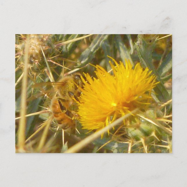 Carte Postale Bee and Star Thistle (Centaurea solstitialis) (Devant)