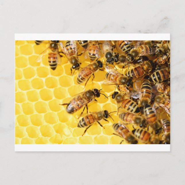 Carte Postale Bee Bees Hive Miel Comb Sweet Dessert Jaune (Devant)