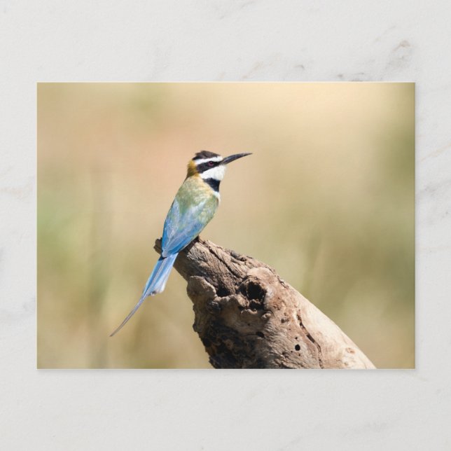 Carte Postale Bee-eater (Devant)