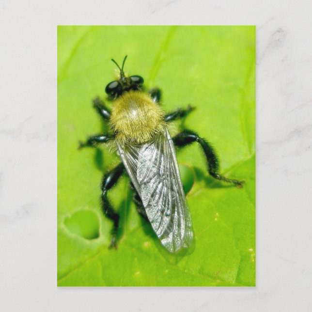 Carte postale Bee Fly (Devant)