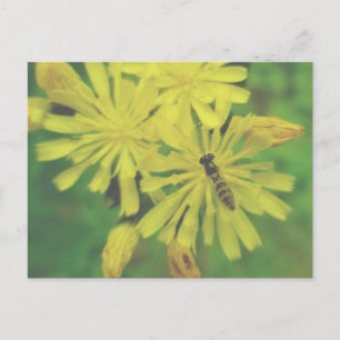Carte Postale Bee Fly sur Hawkweed Postcard