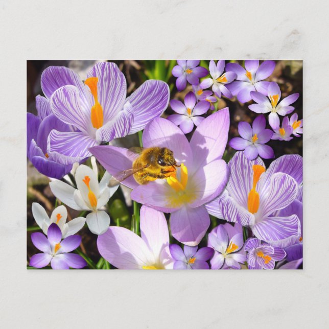 Carte Postale Bee Gathering Nectar from Crocus flowers (Devant)