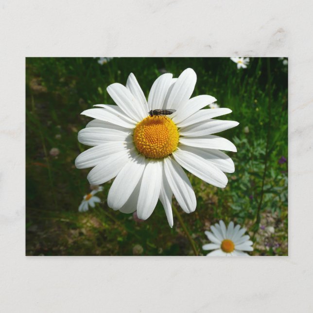 Carte Postale Bee on Daisy Alaskan Summer Nature (Devant)