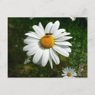 Carte Postale Bee on Daisy Alaskan Summer Nature