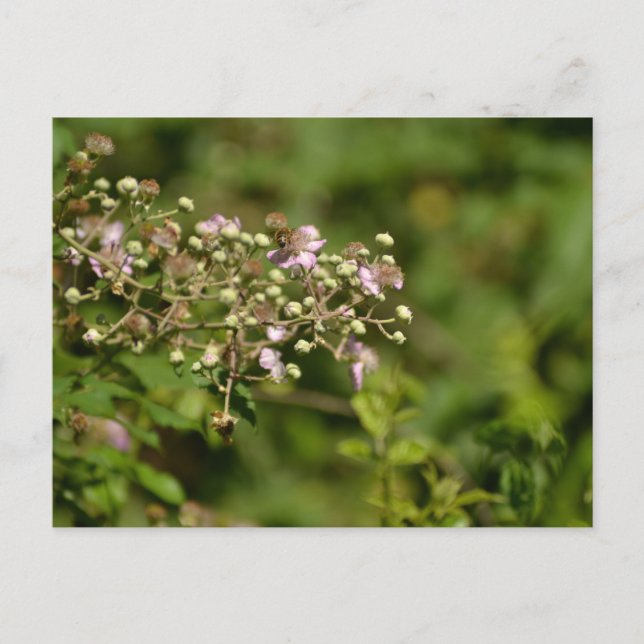 Carte Postale Bee on flower (Devant)