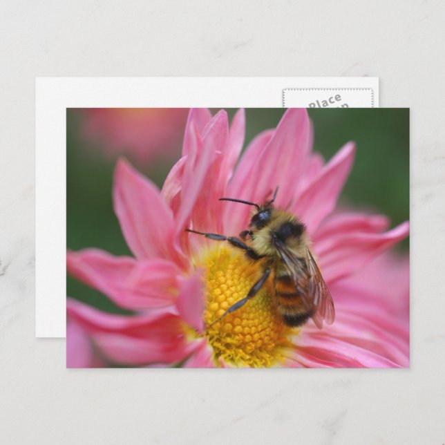Carte Postale Bee On Pink Daisy Flower Photography  (Devant / Derrière)