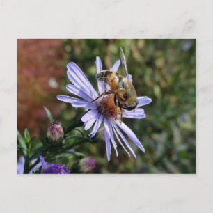 Carte Postale Bee Poscard