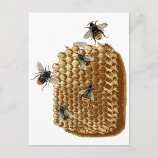 Carte Postale Bee Print, Honeycomb Illustration, Vintage