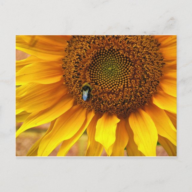 Carte Postale Bee Sunny (Devant)
