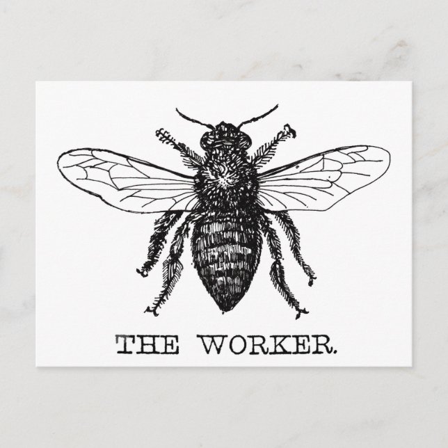 Carte Postale Bee Worker Honey Black Bumblebee (Devant)