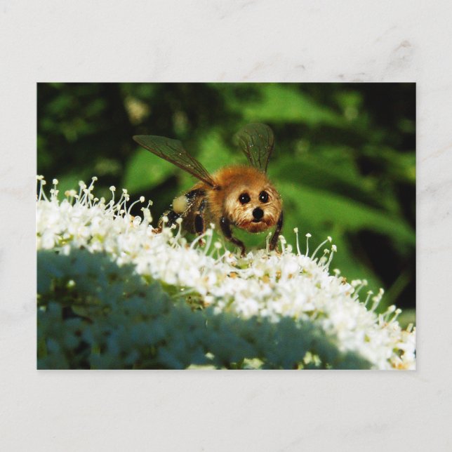 Carte Postale Beeog (Devant)