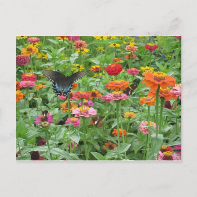 Carte Postale Beersheba Springs Postcard (Devant)