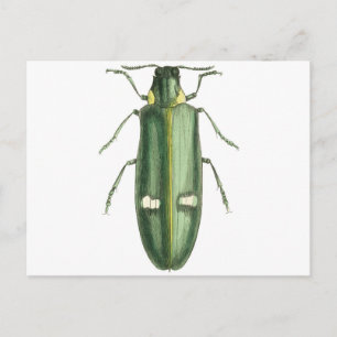 Carte Postale Beetle à revêtement métallique en bois